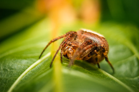 Macro Stock Image - Jumping spider on leaf extreme close up. Macro photo of jumper Spider on green...