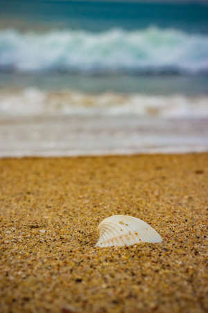 White Style Sea Shells On The Beach Sand. Beach Sand Stock Images.