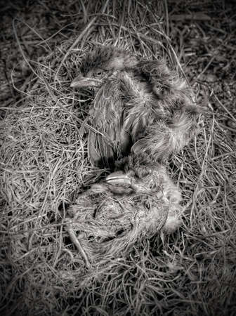 Baby Twin birds dead on its nest. Baby Jungle babbler birds died for no food. Save Birdsの写真素材