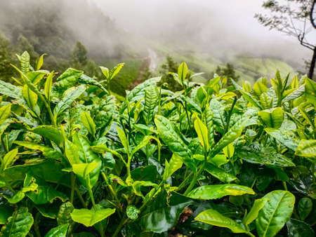 Kodaikalan Tea plantation. Best Tea plants In Kodaikalan, Tamilnadu, India.の写真素材