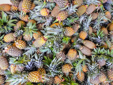 Fresh Pineapple On Local Market. Bunch of Pineapple for sale in bazaar market.の写真素材