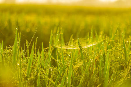 The rice grain grasses with morning water drops. Rice grain grass Stock images.の写真素材