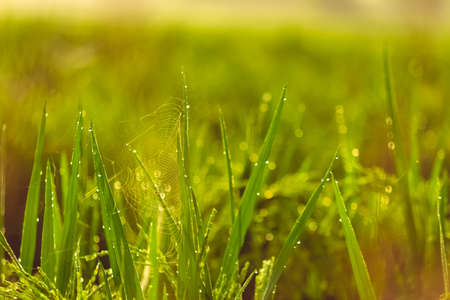 The rice grain grasses with morning water drops. Rice grain grass Stock images.の写真素材