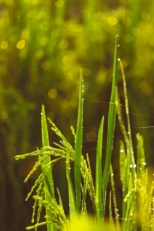 The rice grain grasses with morning water drops. Rice grain grass Stock images.の写真素材