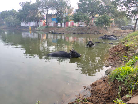 Refreshment Of Water Buffalo On Water Pond. Water Buffalo Bathing In The Pond In India. Asian Black Bison On Water.の写真素材