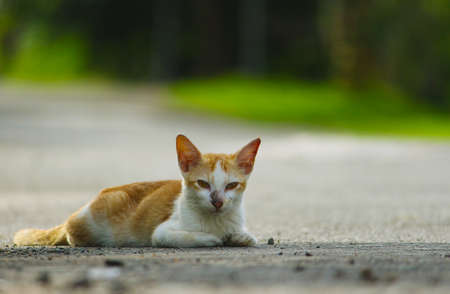 injured Small Cat lies in the middle of the Urban Road. Cute Kitten Cats.の写真素材