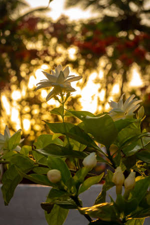 Jasmine Flower On Plant High Quality Stock Image.の写真素材