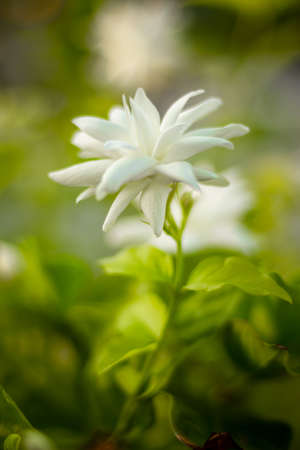 Jasmine Flower On Plant High Quality Stock Image.の写真素材