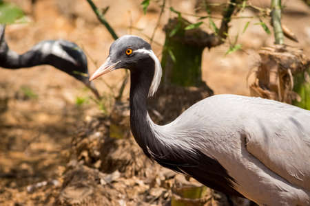 Demoiselle Crane Bird Close up Stock Image. Wildlife and Birds Photography.の写真素材