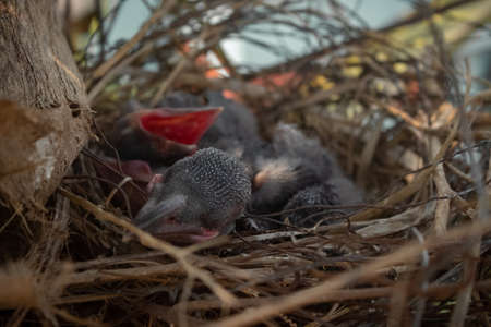 Baby crow is lying in the nest and hatching waiting for their mother for food. new born crow / corvus on crow nest top of the tree. Birds breeding at home, Baby bird on the hunt.の写真素材