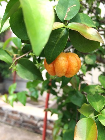 Star Gooseberry Yellow, Orange on a blurred background.の写真素材