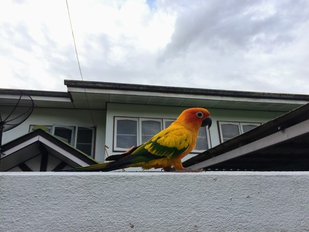 Bright orange parrot Beautiful on the edge of the house fence.