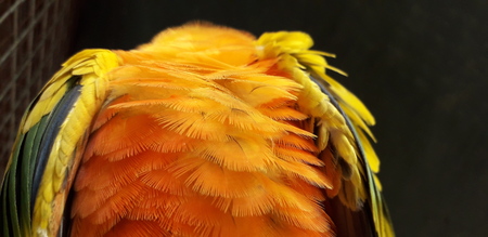 parrot feathers orange green and yellow.の写真素材