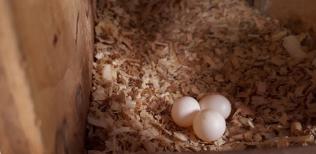 Bird's nest and egg The new born from the mother waiting for eggs.の写真素材