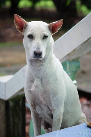 White dog siting on the cement floor behind the blurred.の写真素材