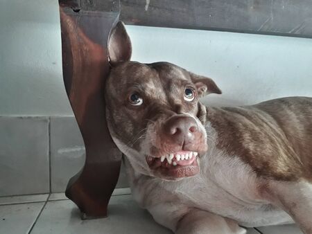 Dog Brown and white ferocious fangs visible long pointed scary.の写真素材