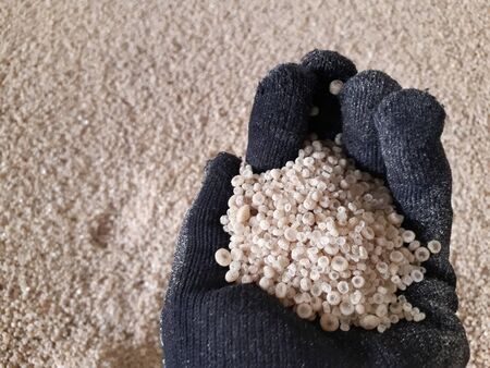 Farmers hand wearing black gloves Hold a cream colored chemical fertilizer in your hand. To sow on...
