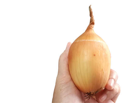 Large brown onion in hand on a white backgroundの写真素材