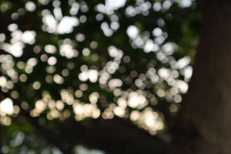 Multicolored flower blur focus backgroundの写真素材
