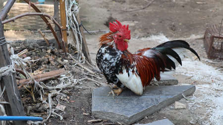 Bantam chickens Black fur with yellow hair on the neck Standing on a cement floor