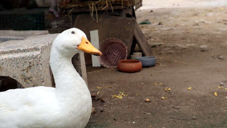Big duck with white feathers, black eyes.の写真素材