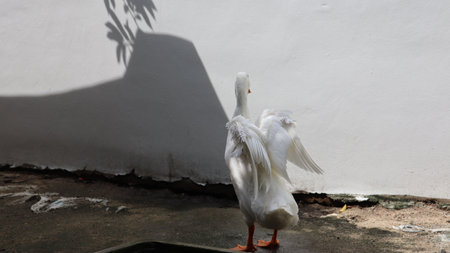 White feathered duck yellow mouth black eyes standing on the ground.の写真素材