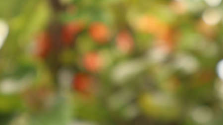 Multicolored flower blur focus backgroundの写真素材