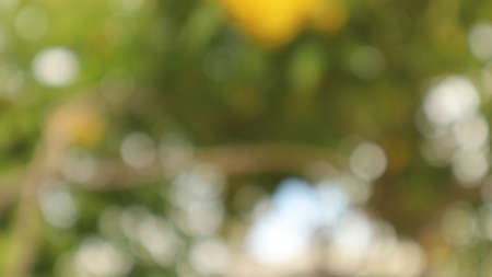 Multicolored flower blur focus backgroundの写真素材