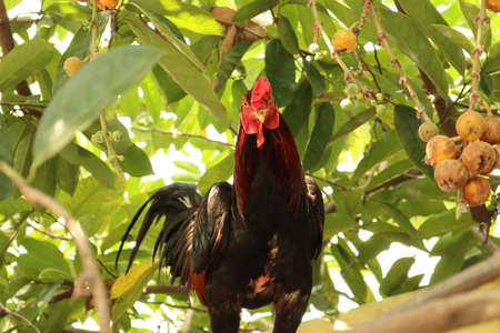 A rooster, black and red feathers, standing on a tree with blurred background.