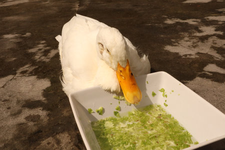 White feathered duck yellow mouth black eyes standing on the groundの写真素材