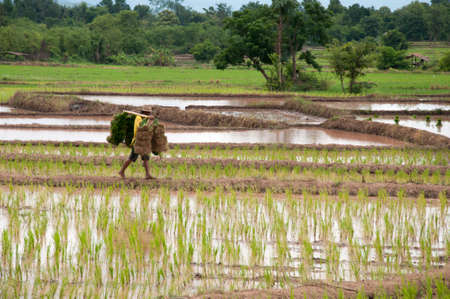 Thai farmers planting on the paddy rice in Thailandの写真素材