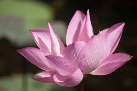 Lotus or water lily flowerの写真素材
