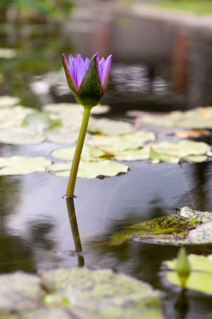 Lotus or water lily flowerの写真素材