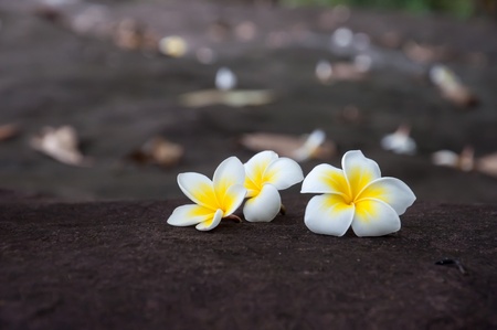 Close up of frangipani flower or Leelawadee flowerの写真素材