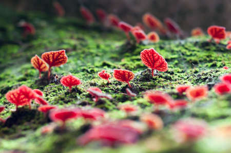 Red leaves of Begonia flowersの写真素材