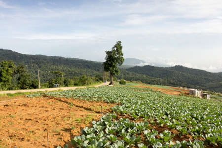 Many green cabbages in the agriculture fields