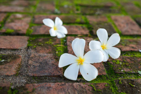 Close up of frangipani flower or Leelawadee flowerの写真素材