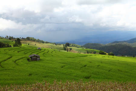 Green Terraced Rice Fieldの写真素材