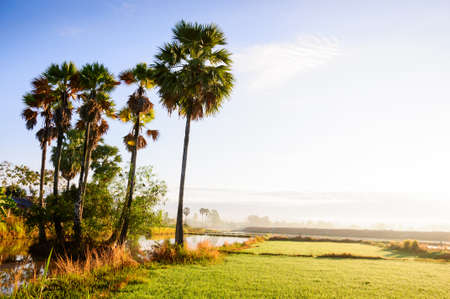 Sugar palm and rice filed at sunriseの写真素材