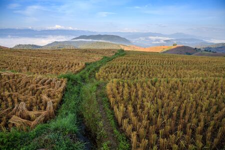 Green Terraced Rice Fieldの写真素材