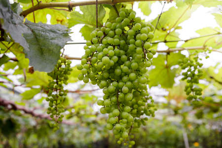 Fresh Green grapesの写真素材