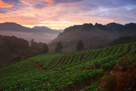 misty morning sunrise in strawberry garden at doi angkhang mountain, chiangmai   thailandの写真素材