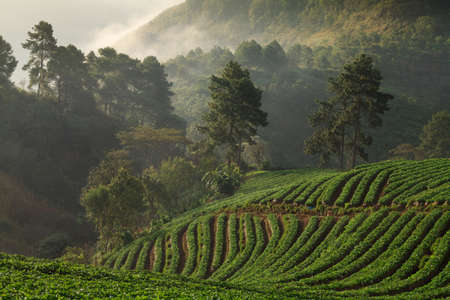 misty morning sunrise in strawberry garden at doi angkhang mountain, chiangmai   thailandの写真素材