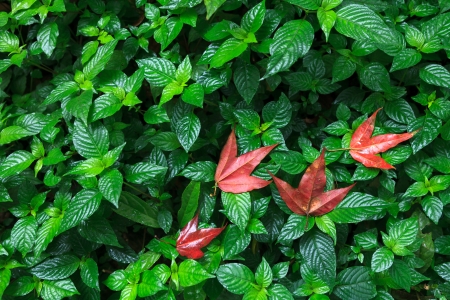 leaves of maple on green leaf texture 