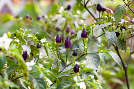 Fresh violet chili peppers with green leavesの写真素材