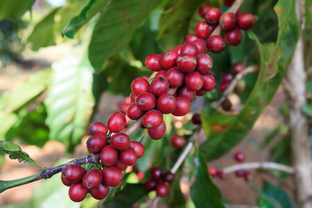 Coffee beans ripening on tree in North of thailand
