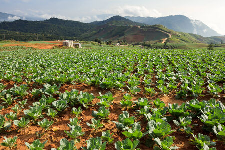 Many green cabbages in the agriculture fieldsの写真素材