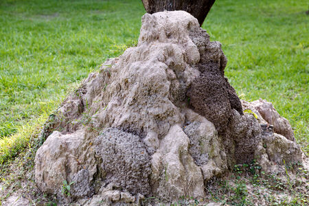 Large anthill in the woodsの写真素材