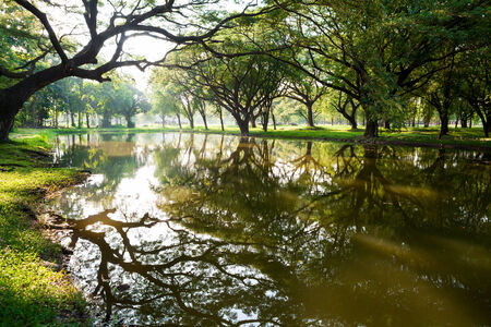 Big treeの写真素材