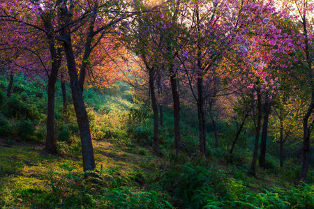 Sakura flowers blooming blossom in PhuLomLo Loei Province , Thailandの写真素材